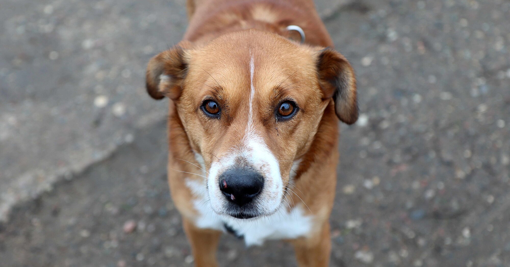 Helfen Sie Dem Tierheim Roggendorf! - Tierschutzverein Roggendorf Und ...